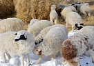 Зимовка скота в Туве проходит в штатном режиме
